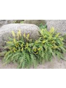 Páfránylevelű keltike / CORYDALIS cheilanthifolia 