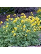 Sárga keltike / CORYDALIS lutea 