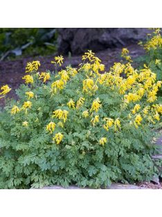 Sárga keltike / CORYDALIS lutea 
