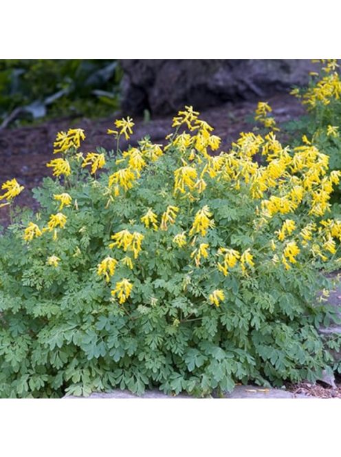 Sárga keltike / CORYDALIS lutea 