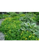 Sárga keltike / CORYDALIS lutea 
