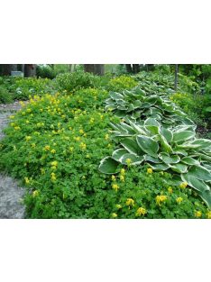 Sárga keltike / CORYDALIS lutea 
