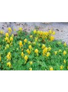 Sárga keltike / CORYDALIS lutea 