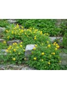 Sárga keltike / CORYDALIS lutea 