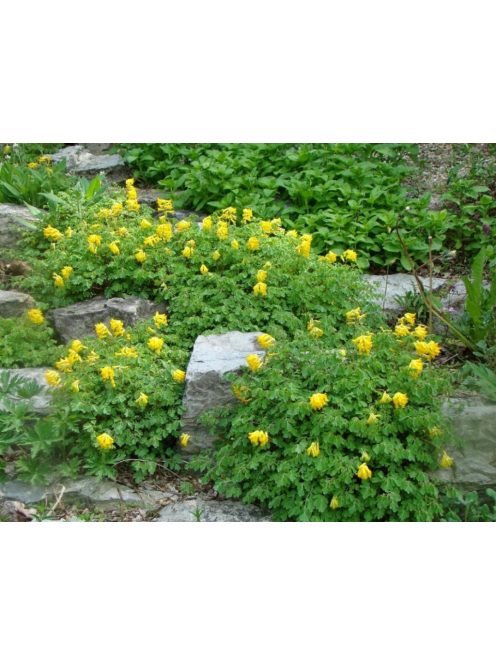 Sárga keltike / CORYDALIS lutea 