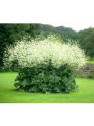 Szívlevelű tátorján / CRAMBE cordifolia 