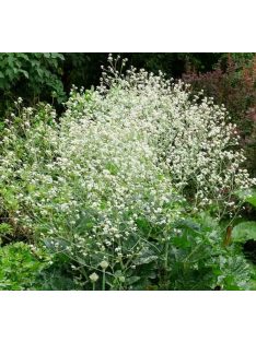 Szívlevelű tátorján / CRAMBE cordifolia 