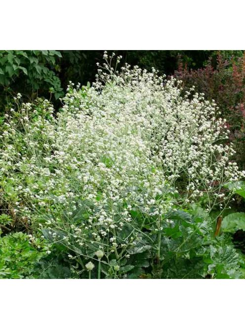 Szívlevelű tátorján / CRAMBE cordifolia 