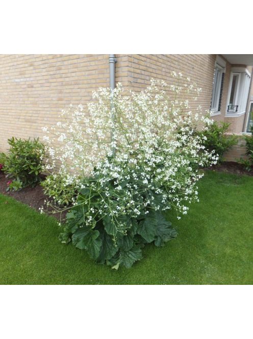 Szívlevelű tátorján / CRAMBE cordifolia 
