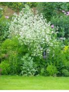 Szívlevelű tátorján / CRAMBE cordifolia 