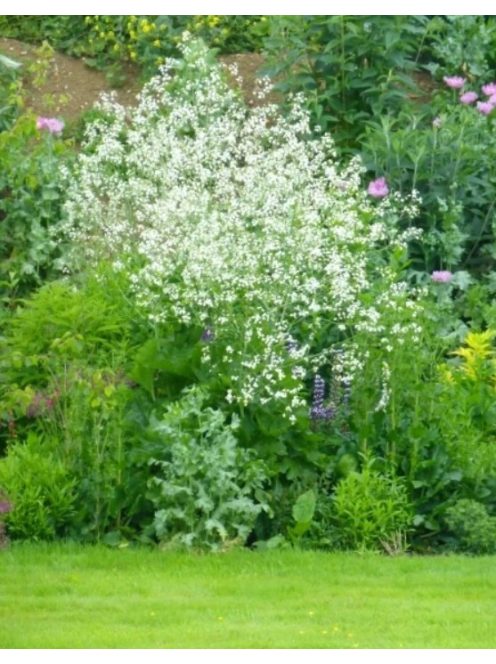 Szívlevelű tátorján / CRAMBE cordifolia 