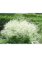 Szívlevelű tátorján / CRAMBE cordifolia 