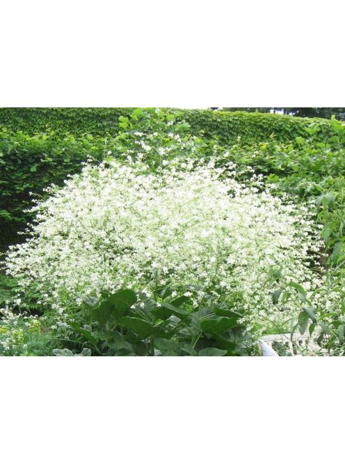 Szívlevelű tátorján / CRAMBE cordifolia 