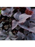 Japán petrezselyem / CRYPTOTAENIA japonica f. atropurpurea 