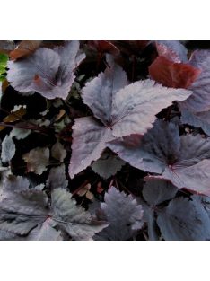 Japán petrezselyem / CRYPTOTAENIA japonica f. atropurpurea 