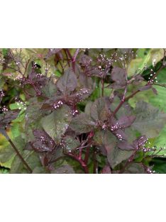 Japán petrezselyem / CRYPTOTAENIA japonica f. atropurpurea 
