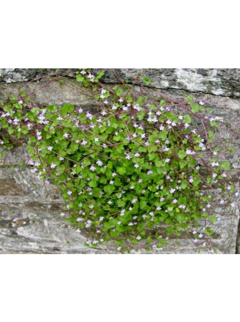 Kőfali pintyő / CYMBALARIA muralis 