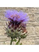Articsóka / CYNARA cardunculus ssp. flavescens 