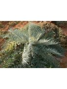 Articsóka / CYNARA cardunculus ssp. flavescens 