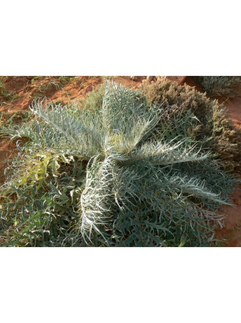 Articsóka / CYNARA cardunculus ssp. flavescens 