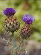 Articsóka / CYNARA cardunculus ssp. flavescens 