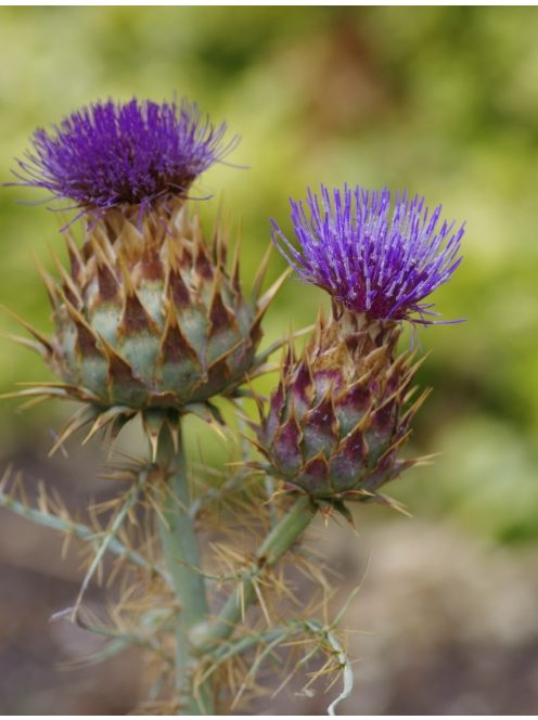 Articsóka / CYNARA cardunculus ssp. flavescens 