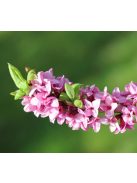 Farkasboroszlán / DAPHNE mezereum 
