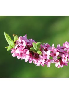 Farkasboroszlán / DAPHNE mezereum 
