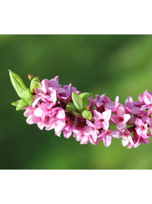 Farkasboroszlán / DAPHNE mezereum 