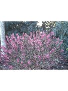 Farkasboroszlán / DAPHNE mezereum 