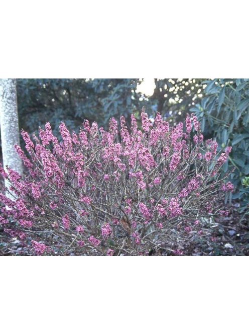 Farkasboroszlán / DAPHNE mezereum 