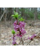 Farkasboroszlán / DAPHNE mezereum 