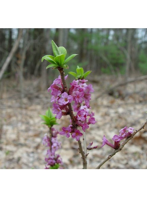 Farkasboroszlán / DAPHNE mezereum 