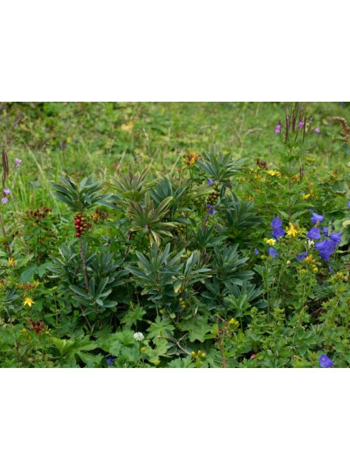 Farkasboroszlán / DAPHNE mezereum 