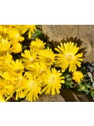 Délvirág / DELOSPERMA congestum 