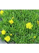 Délvirág / DELOSPERMA congestum 