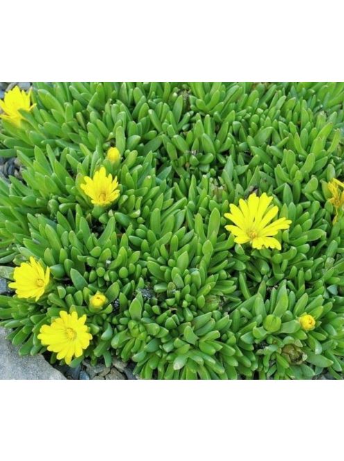 Délvirág / DELOSPERMA congestum 