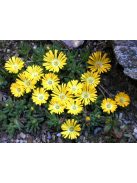 Délvirág / DELOSPERMA congestum 