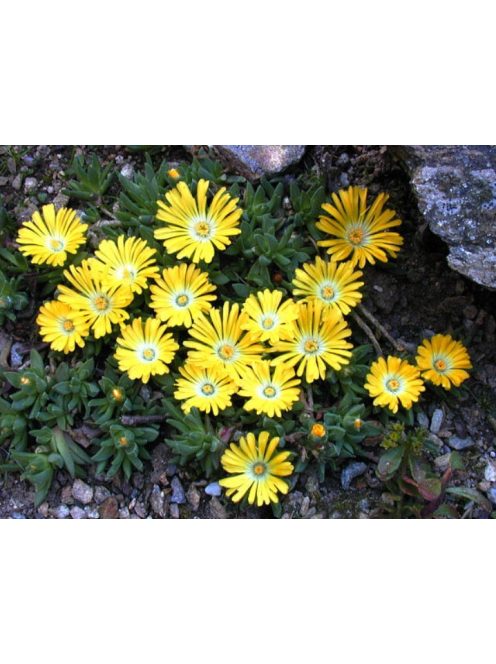 Délvirág / DELOSPERMA congestum 