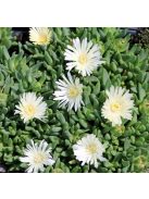 Délvirág / DELOSPERMA congestum f. album 'White Nugget'