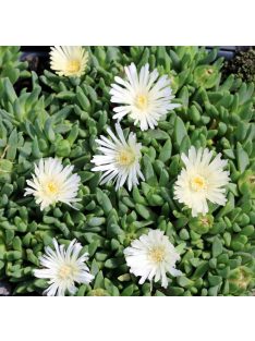   Délvirág / DELOSPERMA congestum f. album 'White Nugget'