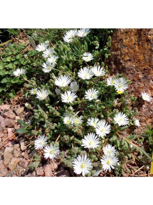 Délvirág / DELOSPERMA congestum f. album 'White Nugget'