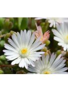 Délvirág / DELOSPERMA congestum f. album 'White Nugget'