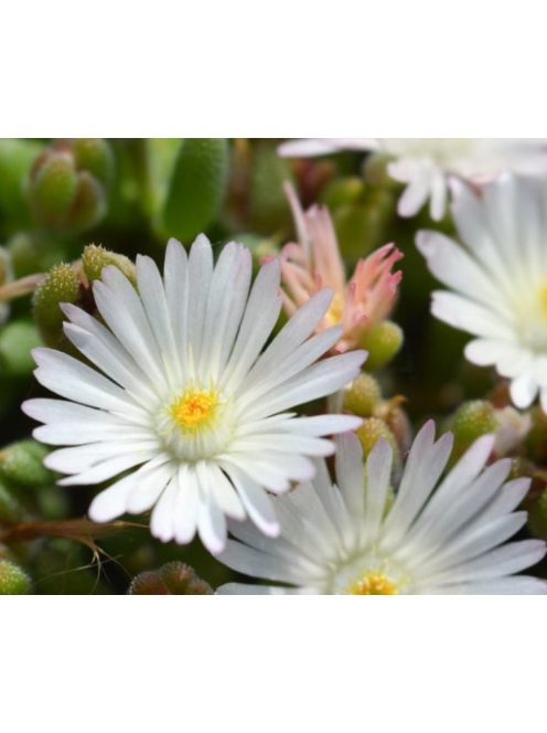 Délvirág / DELOSPERMA congestum f. album 'White Nugget'
