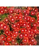 Dyer délvirág / DELOSPERMA dyeri 