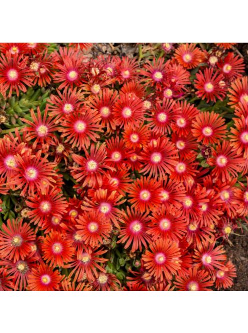 Dyer délvirág / DELOSPERMA dyeri 