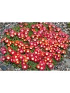 Dyer délvirág / DELOSPERMA dyeri 