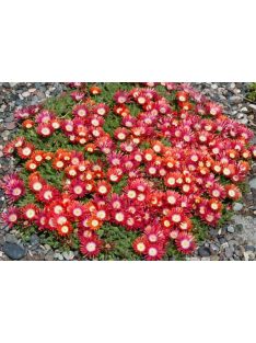 Dyer délvirág / DELOSPERMA dyeri 