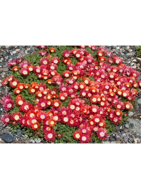 Dyer délvirág / DELOSPERMA dyeri 