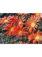 Dyer délvirág / DELOSPERMA dyeri 